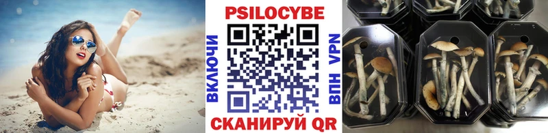 Псилоцибиновые грибы Psilocybine cubensis  магазин продажи наркотиков  Княгинино 